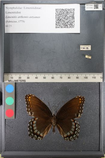 Media type: image;   Entomology 141862